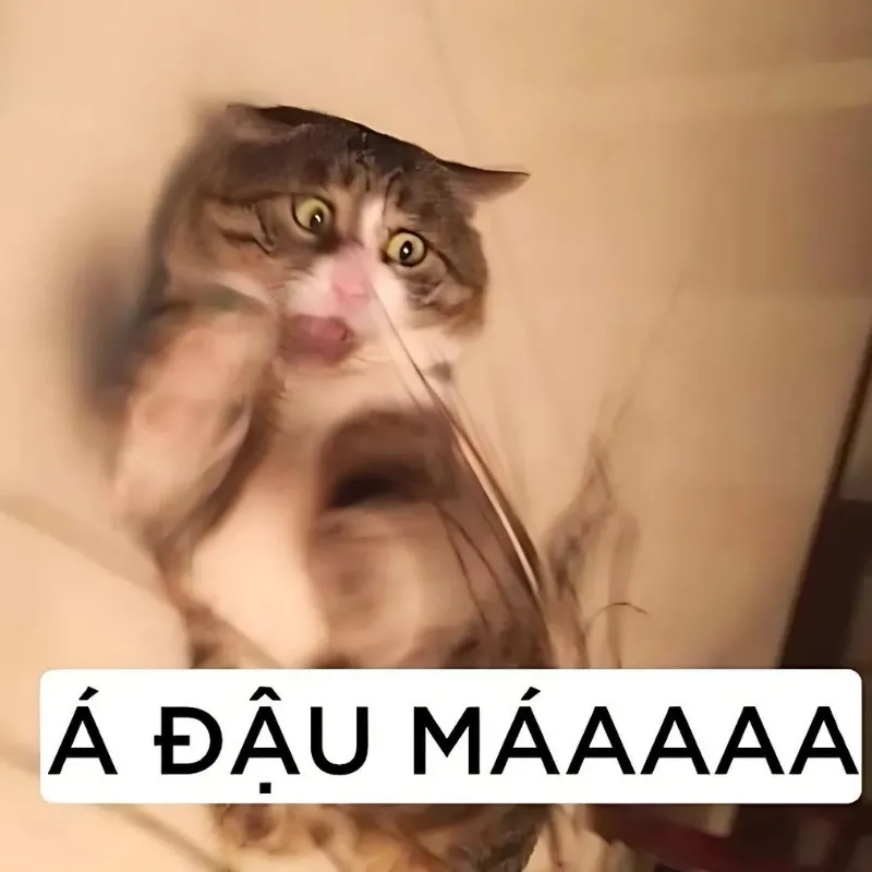 Đáng yêu và hài hước với meme ảnh mèo bựa cute