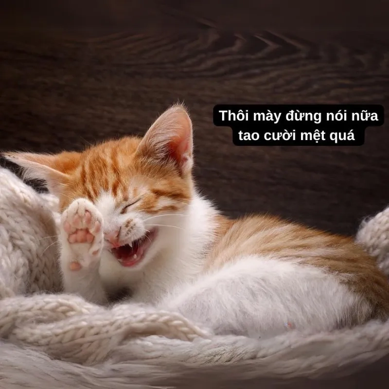 Không thể nhịn cười với cute ảnh chế meme mèo bựa