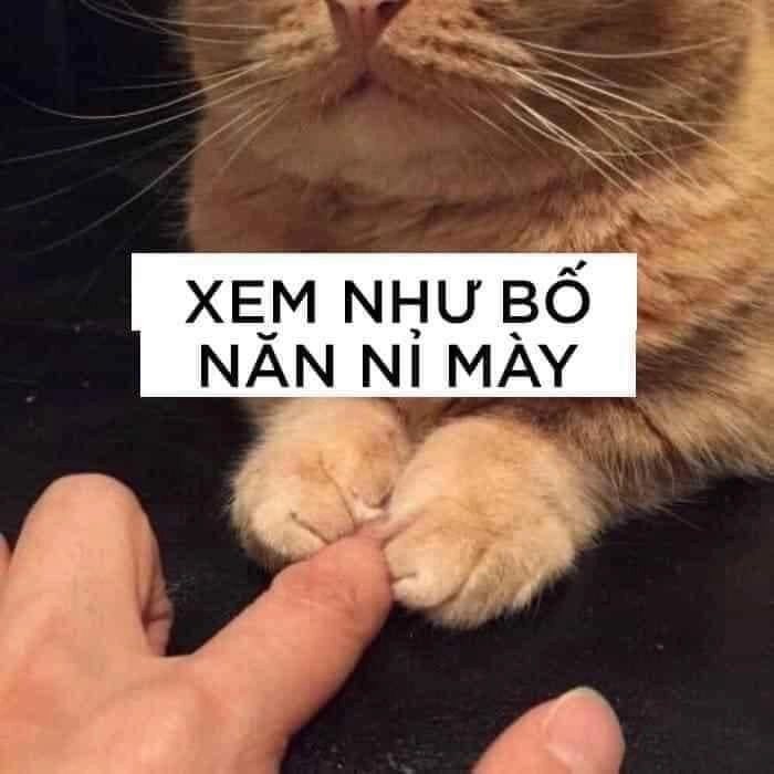 Ảnh mèo meme bựa cute dễ thương lạc lối