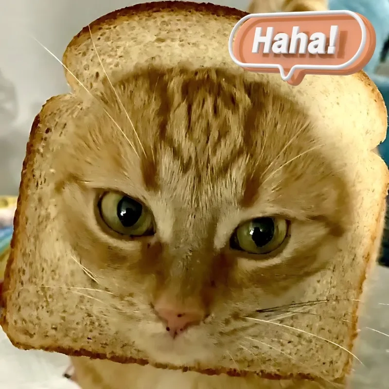 Nhìn là muốn cười với meme mèo cười đểu