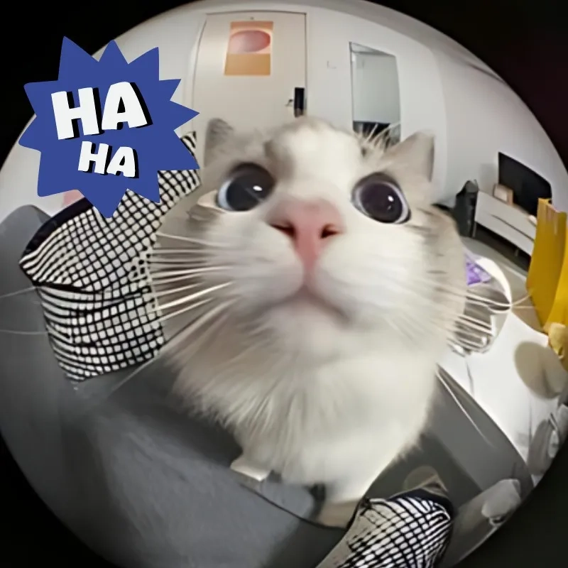 Meme mèo cười nhe răng làm sáng ngày của bạn