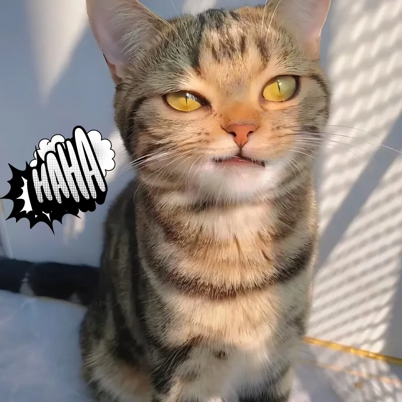 Cười không nhặt được miệng với meme mèo cười nhếch mép