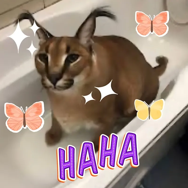 Vui vẻ và hài hước với mèo cười meme