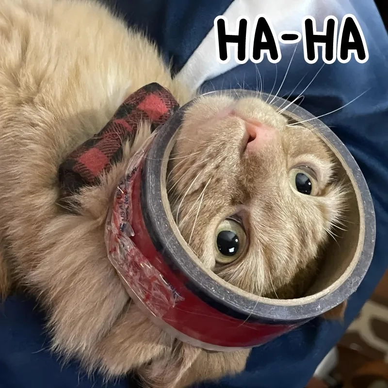 Há mồm meme mèo cười làm bạn cười ngất