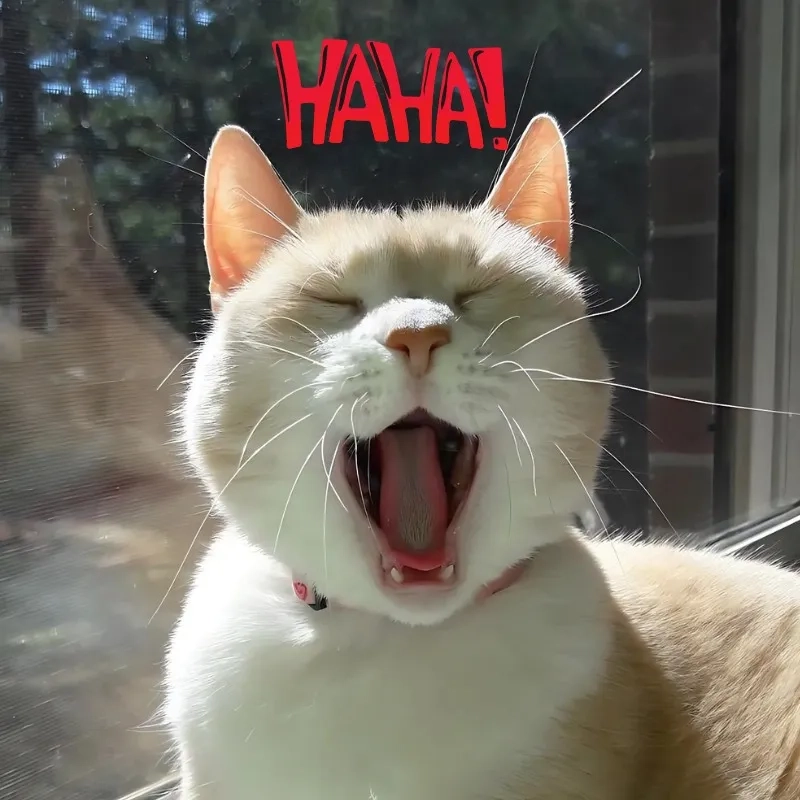 Cười tẹt ga với meme con mèo cười