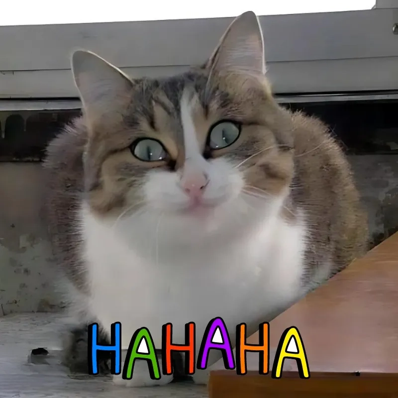 Cười đau bụng với meme mèo cười chỉ tay