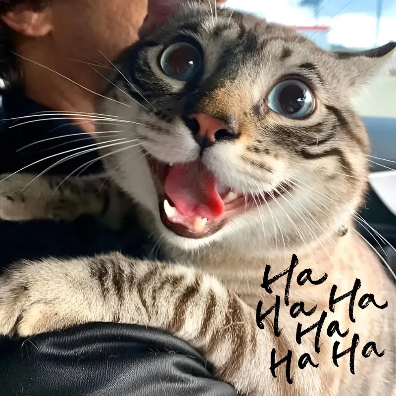 Lướt mãi không chán với con mèo cười meme