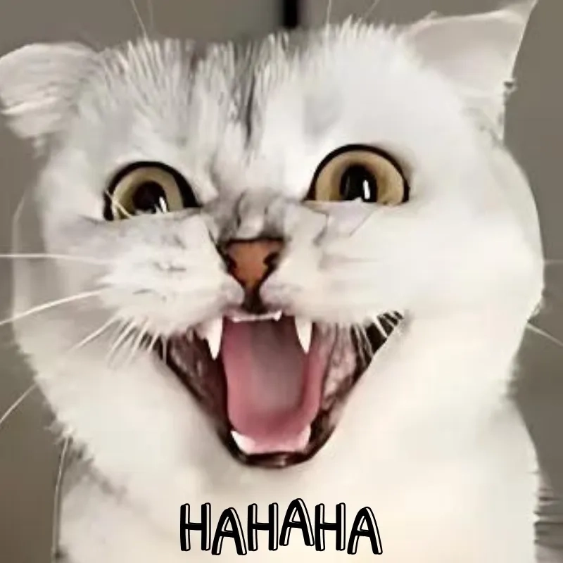 Xem ngay ảnh meme mèo cười vui nhộn
