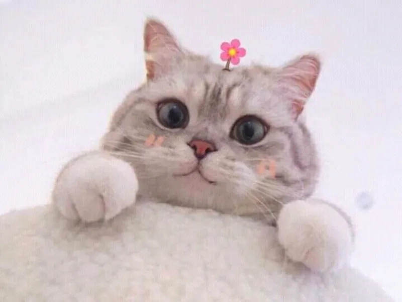 Hình ảnh meme mèo khiến ai cũng phải bật cười