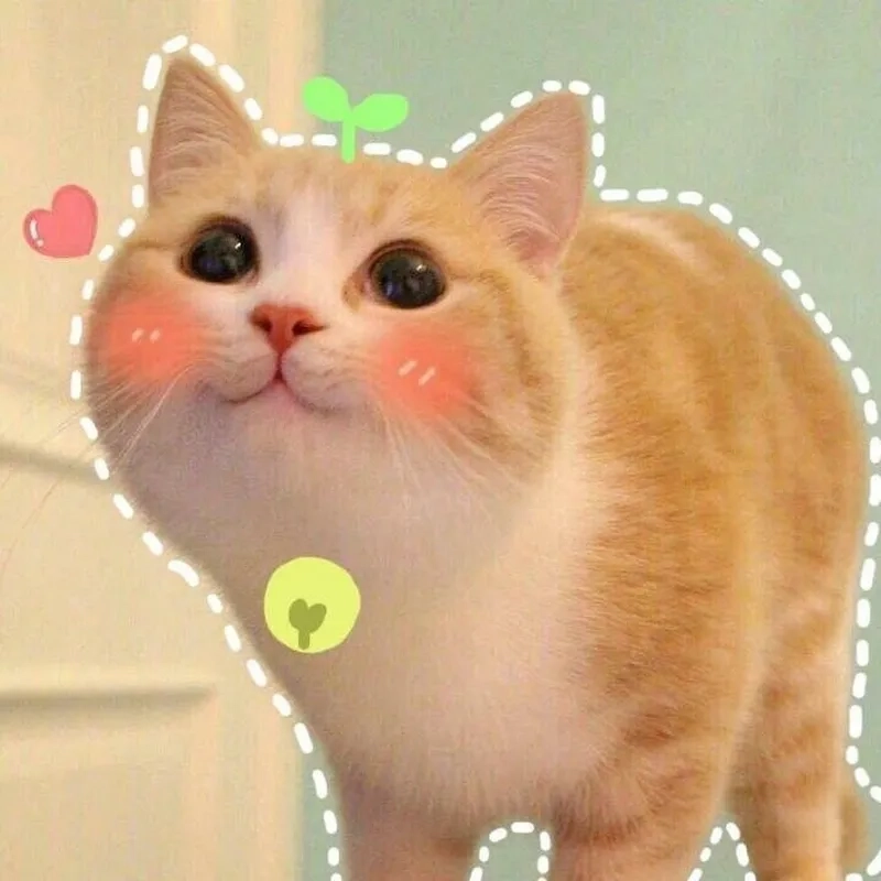 Vui cười mỗi ngày với mèo cute meme