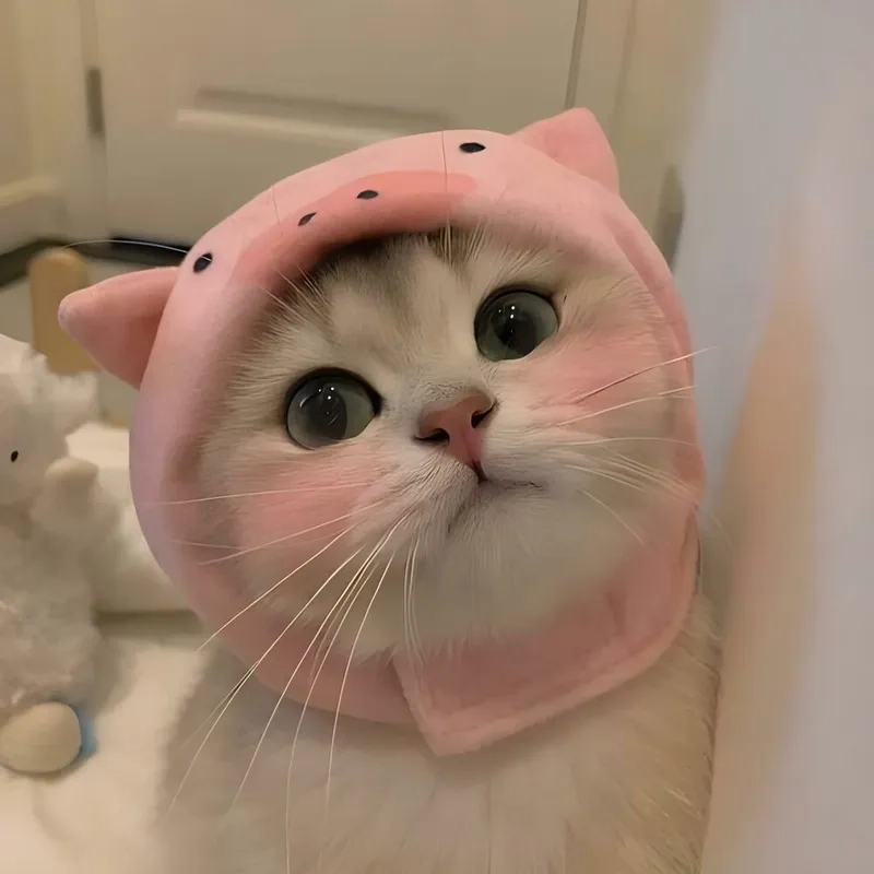 Lướt nhẹ và ngắm meme ảnh mèo cute