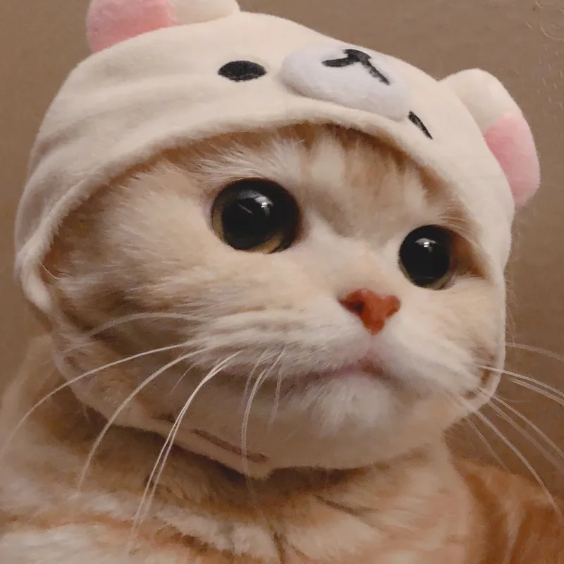 Đặt ngay avatar mèo cute meme gây ấn tượng