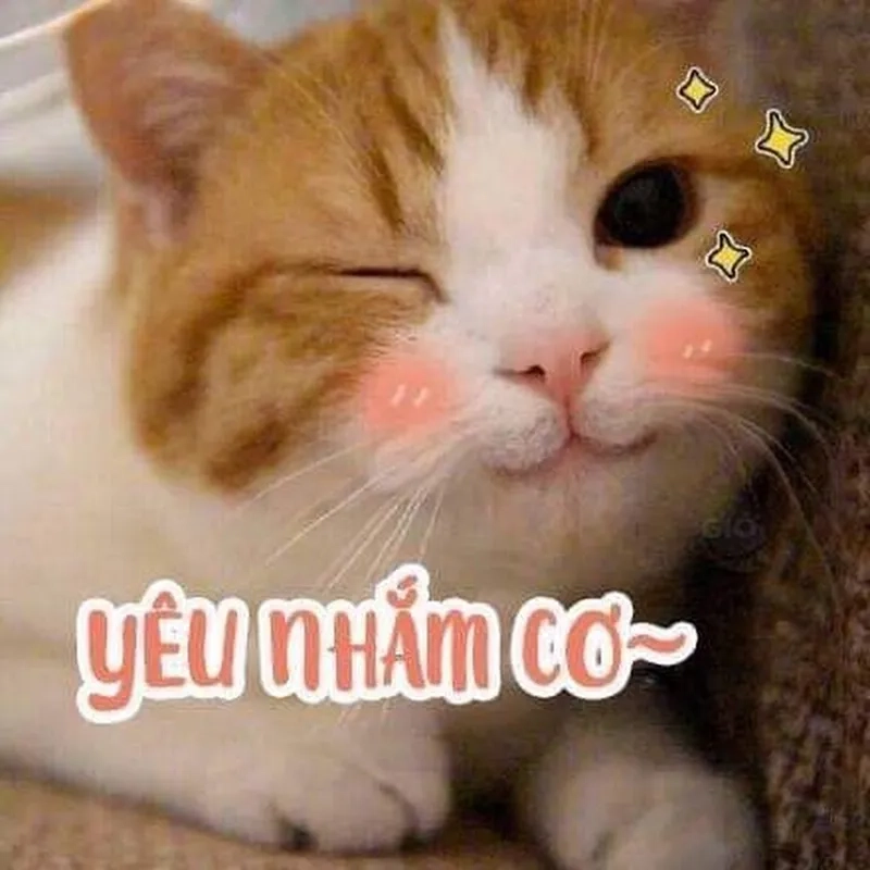 Không thể rời mắt khỏi ảnh meme mèo cute