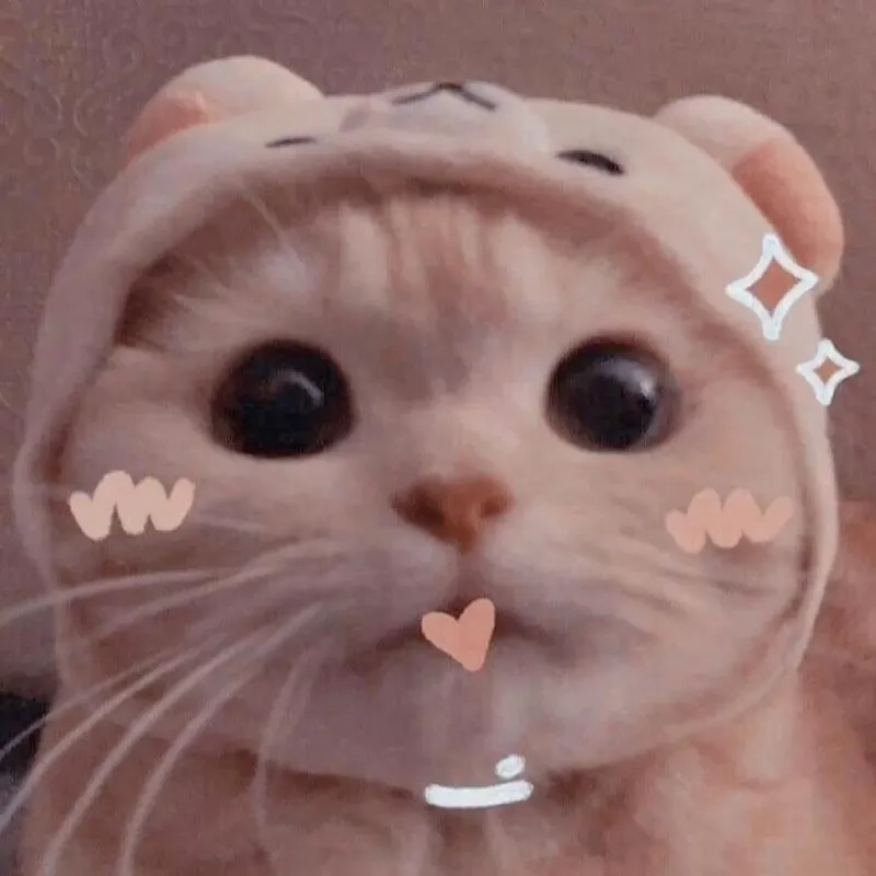 Cười xỉu với meme ngộ nghĩnh ảnh mèo cute