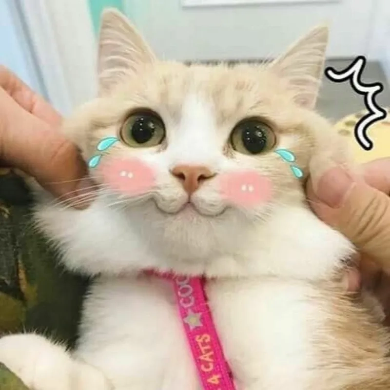 Ngày mới tràn đầy năng lượng với meme mèo cute cười