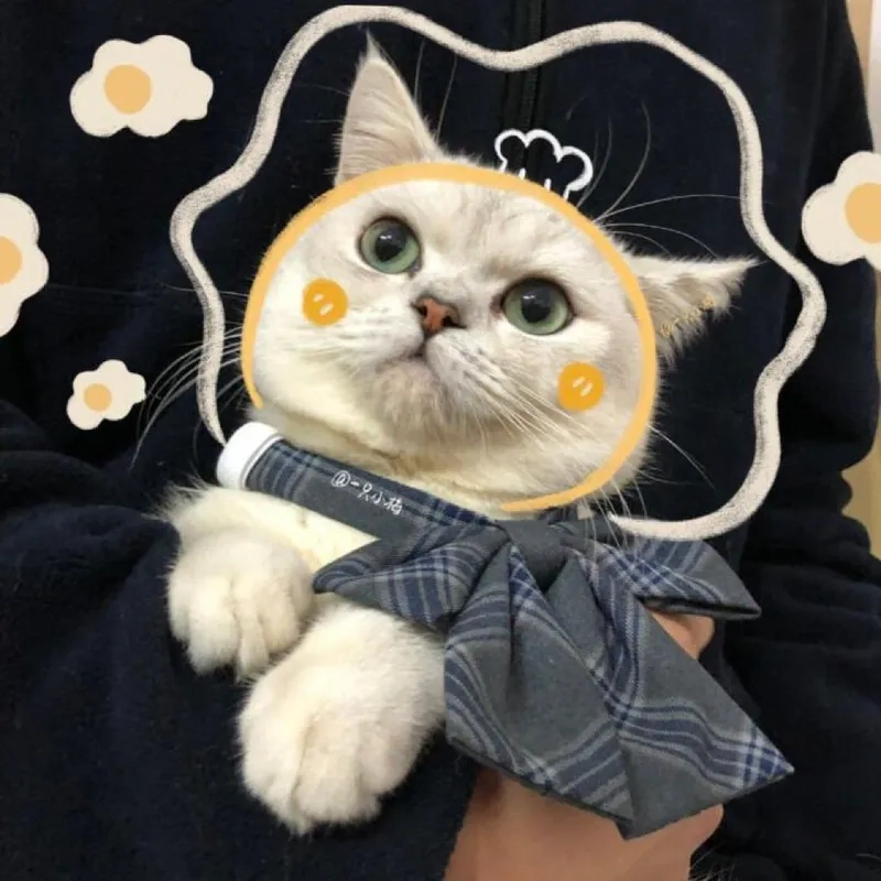 Cute meme mèo cute làm sáng ngày của bạn