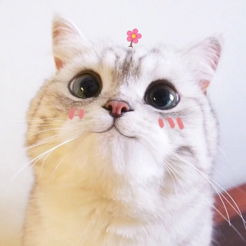 Thích mê với meme con mèo cute siêu hài