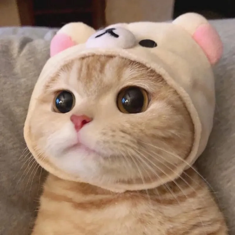 Không thể ngừng cười với hình ảnh meme mèo cute
