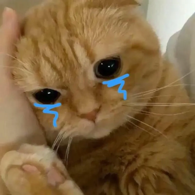 Ngộ nghĩnh và đáng yêu với meme mèo khóc thét