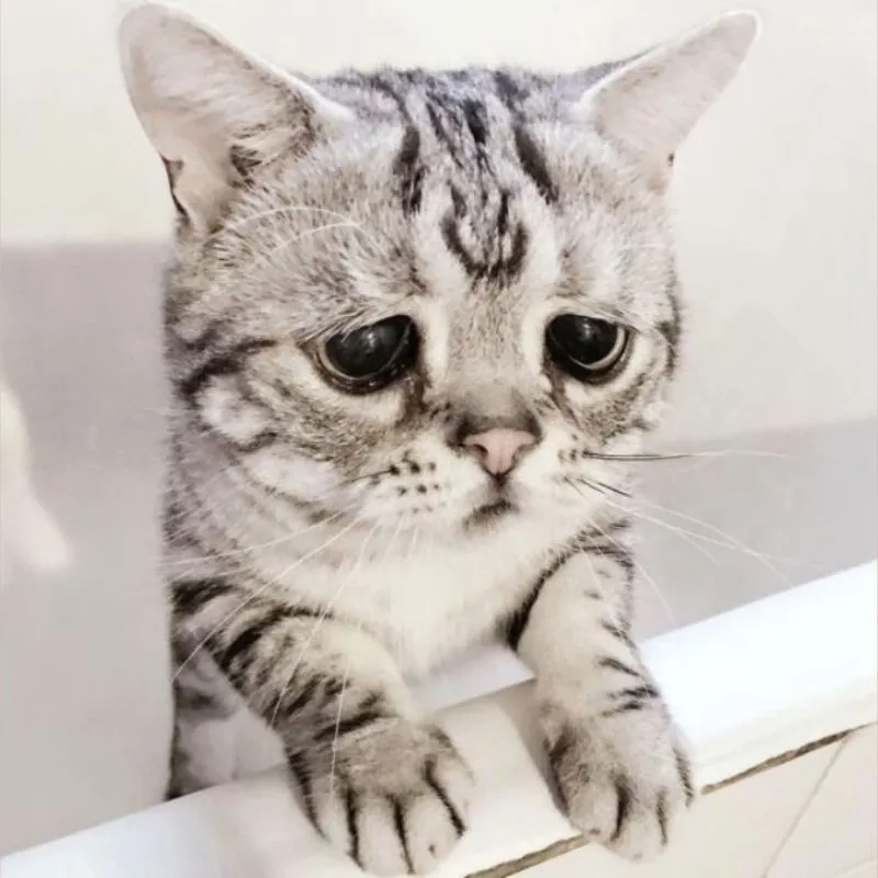 Lắng nghe cảm xúc với con mèo khóc meme