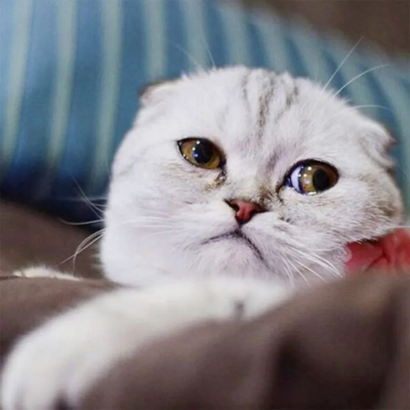 Cười không ngậm được miệng với meme mèo khóc bựa