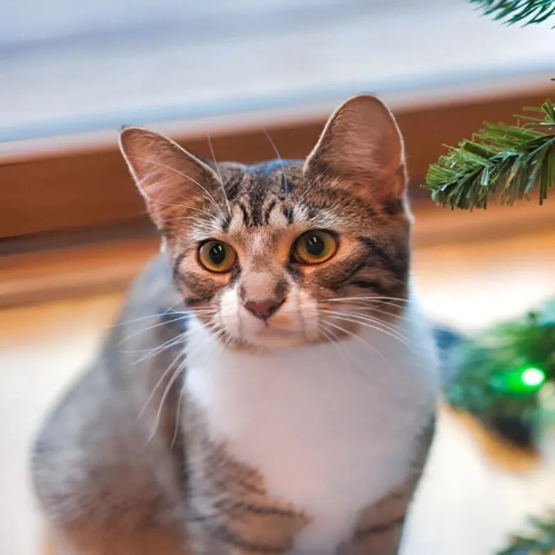 Đáng yêu hết nấc với vô tri meme mèo khóc cute