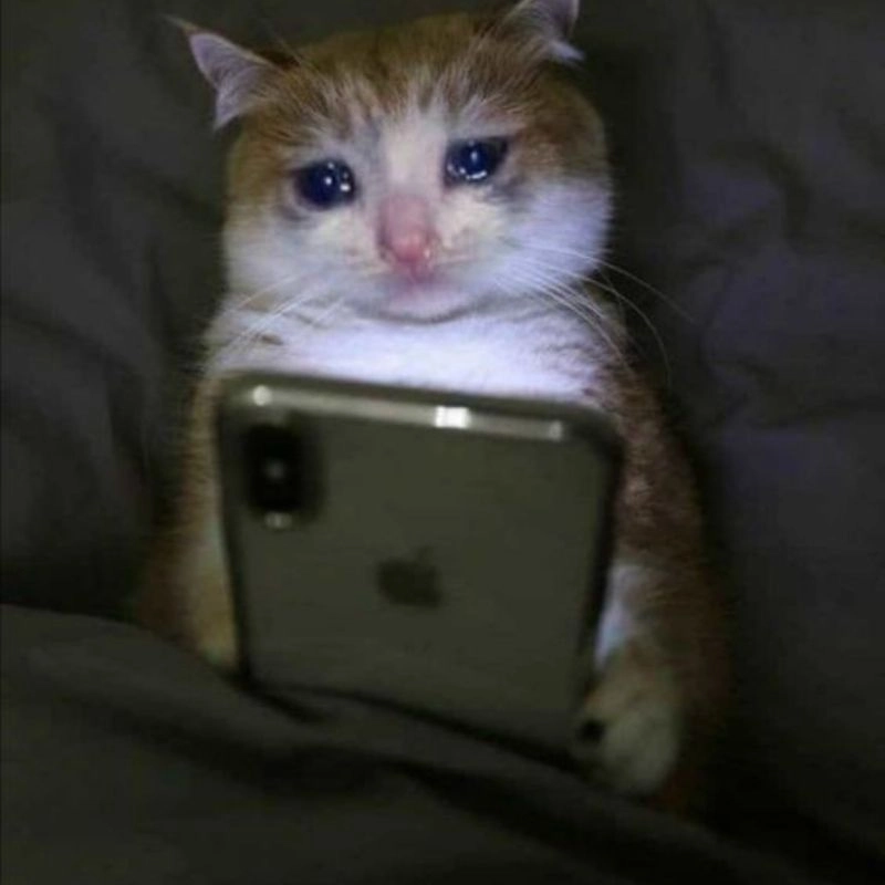 Meme mèo khóc bựa nhưng lại đáng yêu lạ