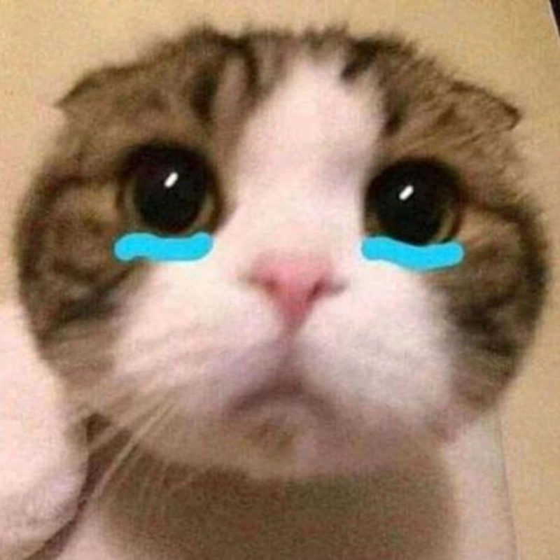 Ảnh mèo khóc meme nhìn mà muốn ôm ngay