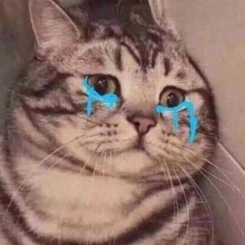 Khóc meme mèo khi cuộc đời quá đỗi éo le