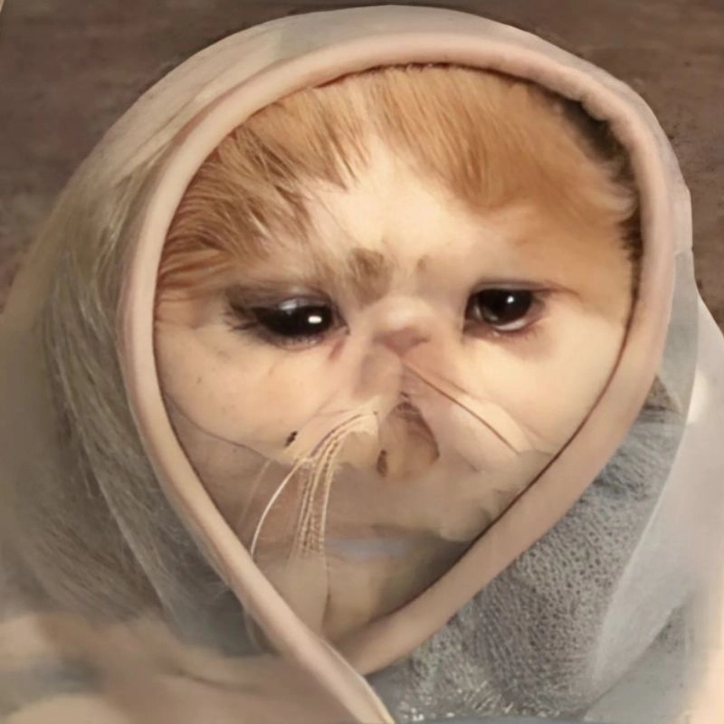Meme mèo khóc cute nhưng vẫn siêu đáng yêu