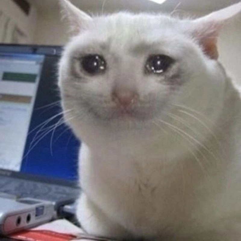 Ảnh meme mèo khóc khiến ai cũng thấy thương