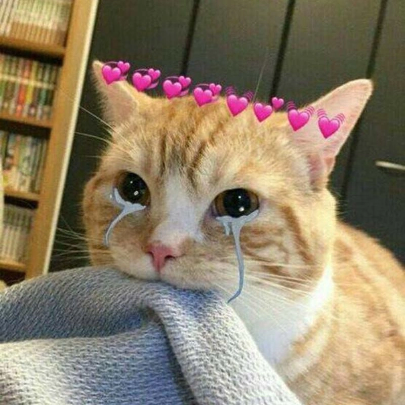 Meme mèo khóc bựa nhưng lại đáng yêu lạ