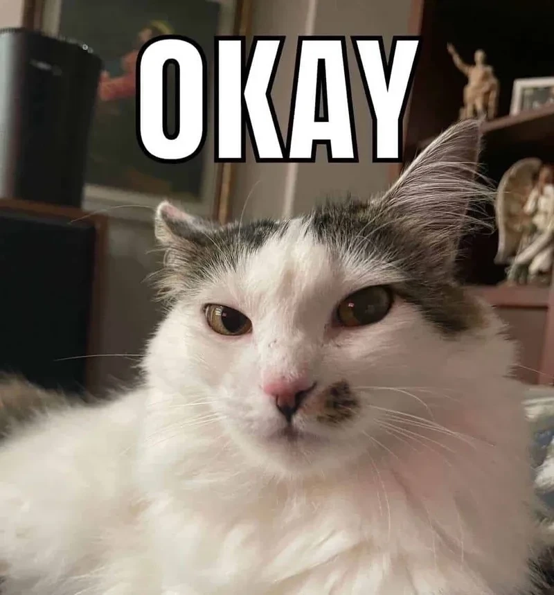 Mèo ok meme gật đầu đồng ý cực ngầu