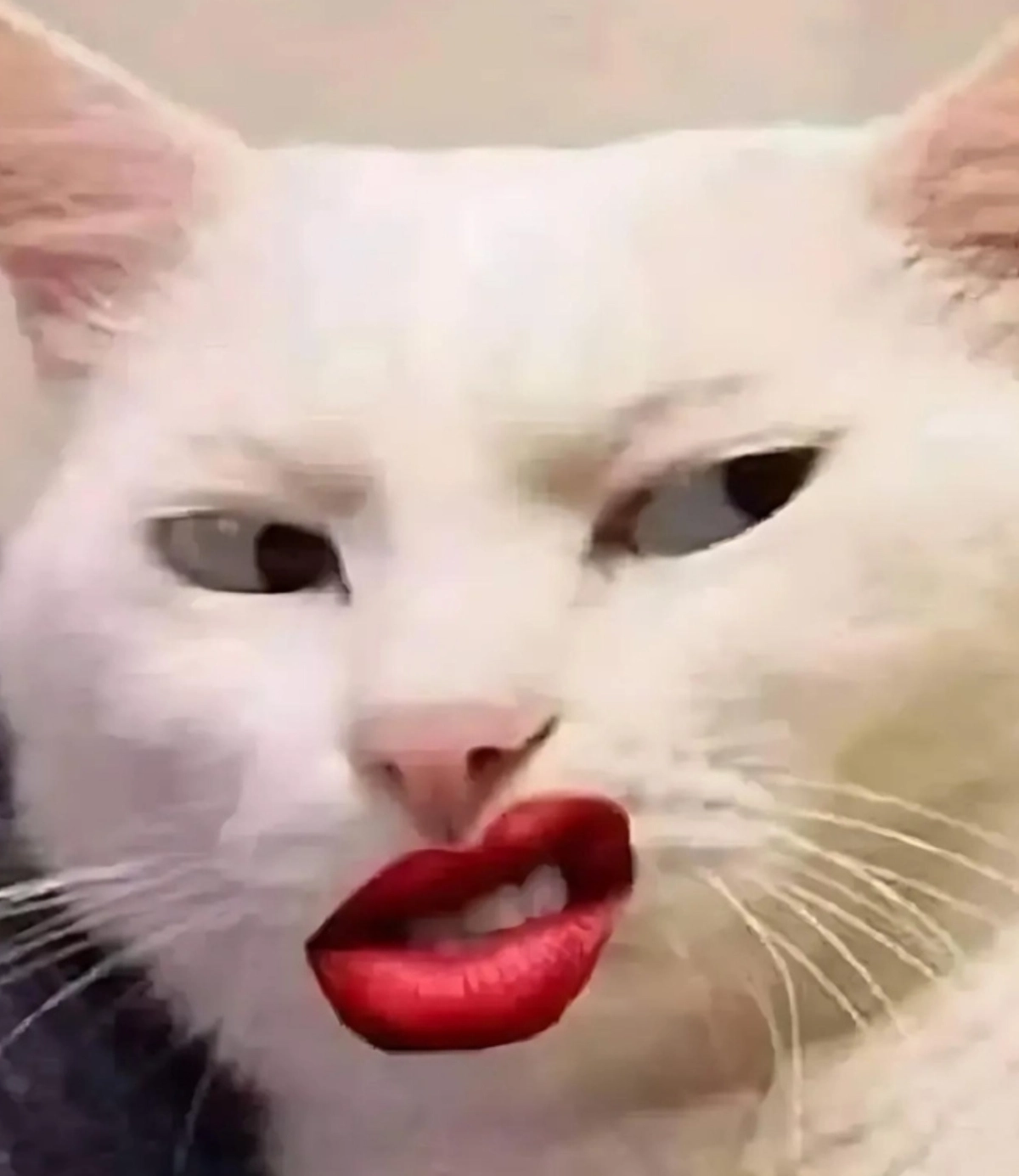Mèo avatar đáng yêu cho hồ sơ cực chất
