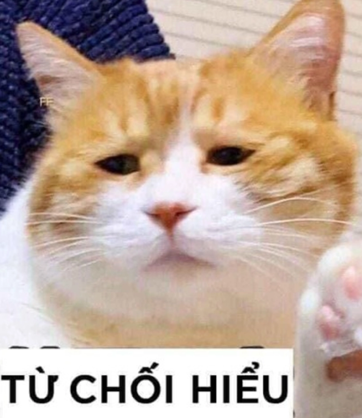 Ảnh avatar mèo siêu dễ thương và ngộ nghĩnh