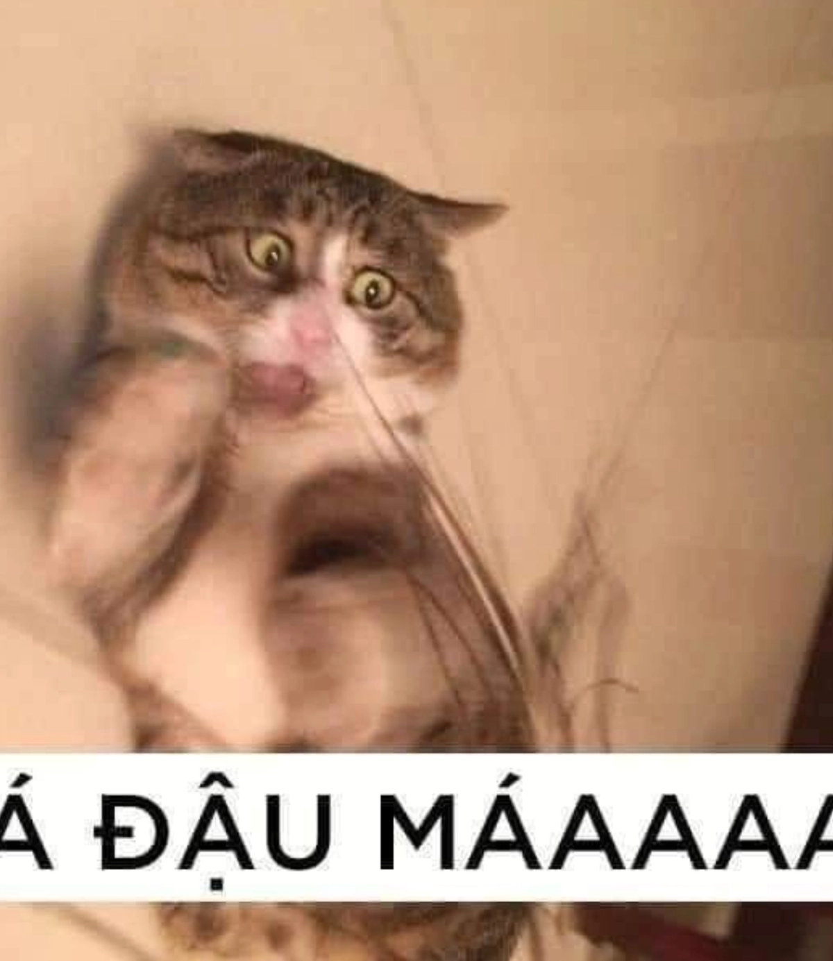 Avatar mèo hài hước mang lại tiếng cười vui nhộn
