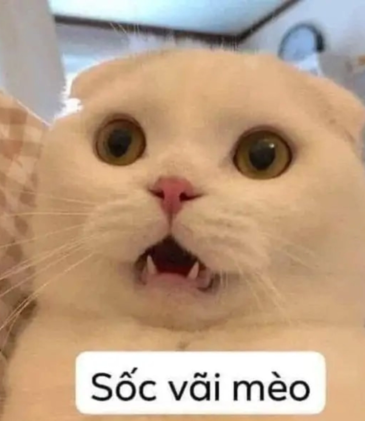 Avatar con mèo vô tri đầy bí ẩn và ấn tượng