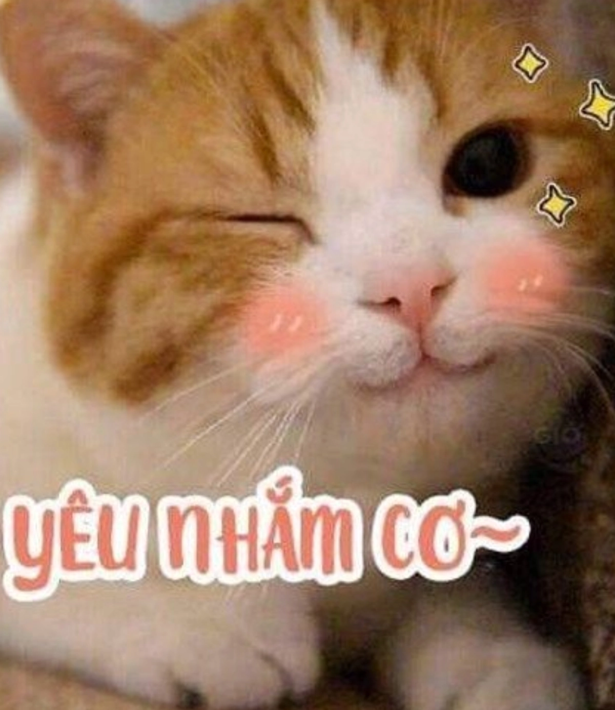 Hình ảnh mèo hài hước nhất bạn từng thấy