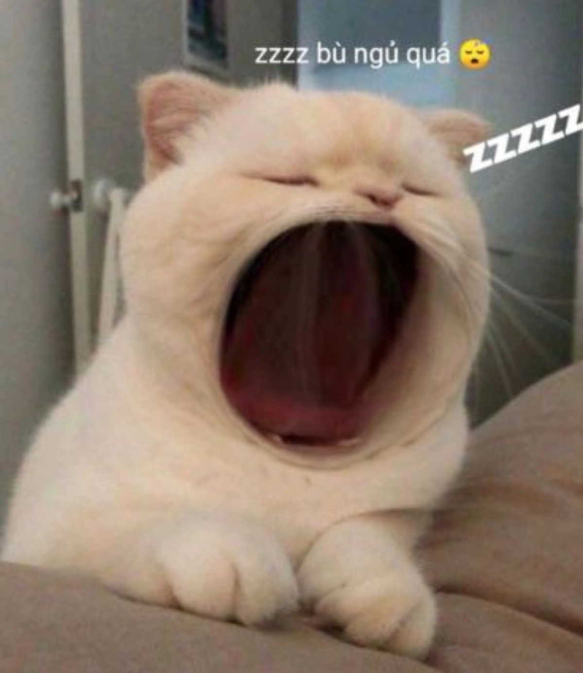 Avatar mèo xinh thu hút mọi ánh nhìn độc đáo