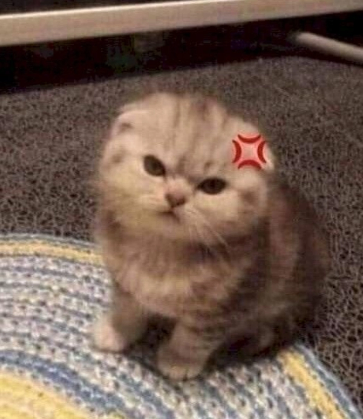 Ảnh meme avatar vô tri mèo hài hước bá đạo