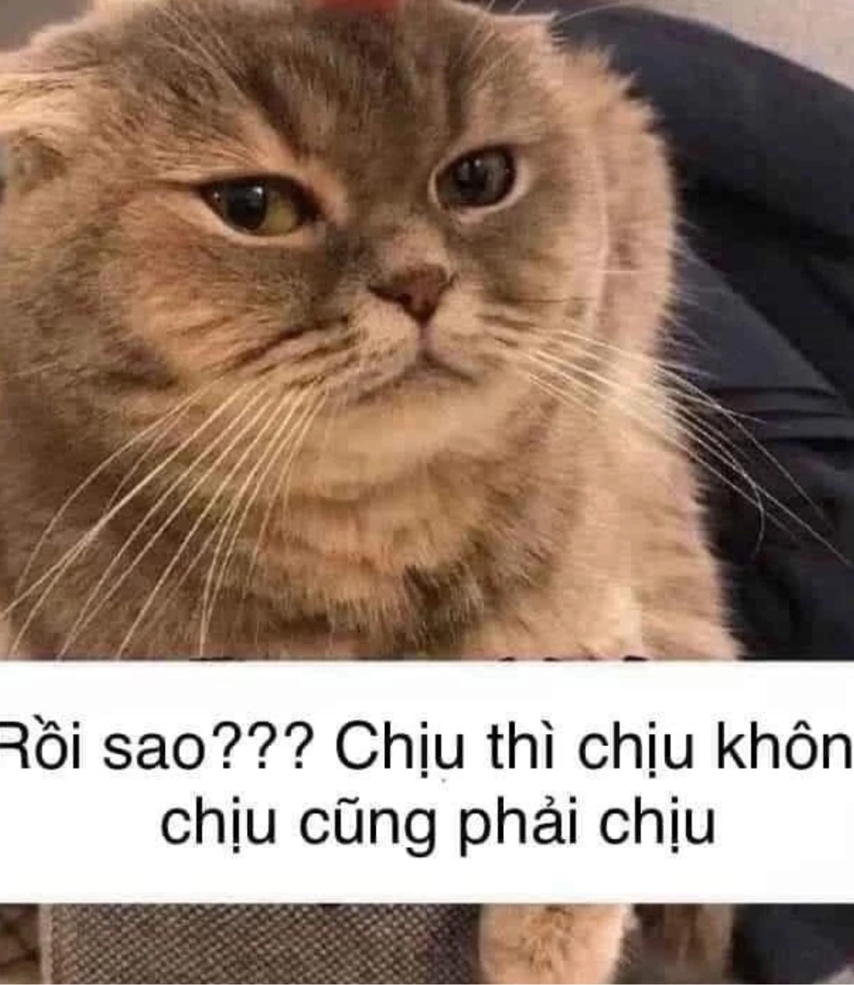Avatar mèo hoạt hình dễ thương và sinh động