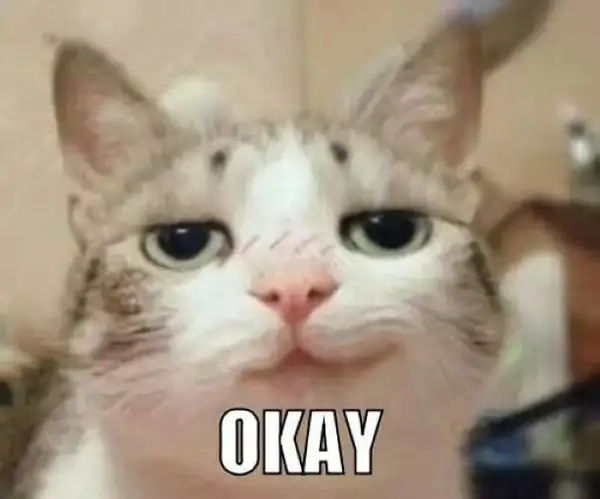 Meme mèo oki siêu dễ thương và lém lỉnh