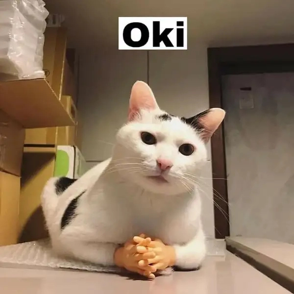Meme mèo cute ok nhìn là muốn cười