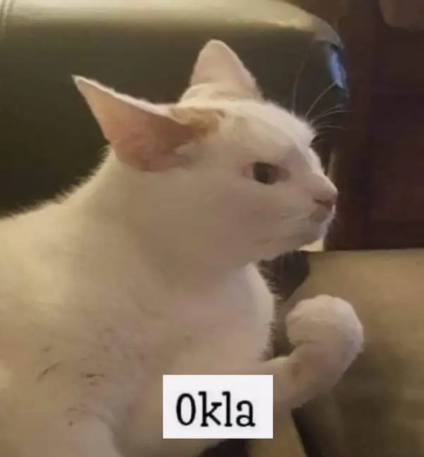 Ok mèo meme duyệt kèo không cần suy nghĩ