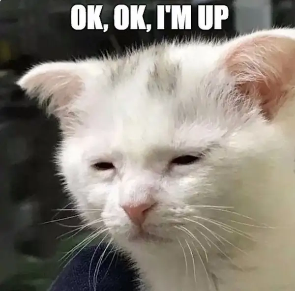 Ảnh meme mèo ok chuẩn thần thái chấp nhận