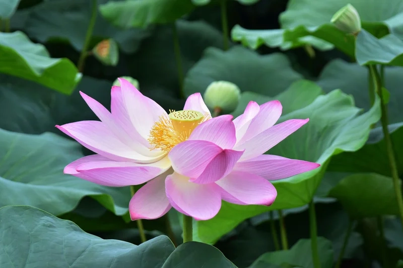 Hình ảnh hoa sen thanh khiết đầy sức hút