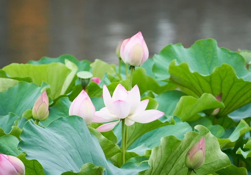 Hình ảnh hoa sen đẹp dịu dàng trong sắc nước hương trời
