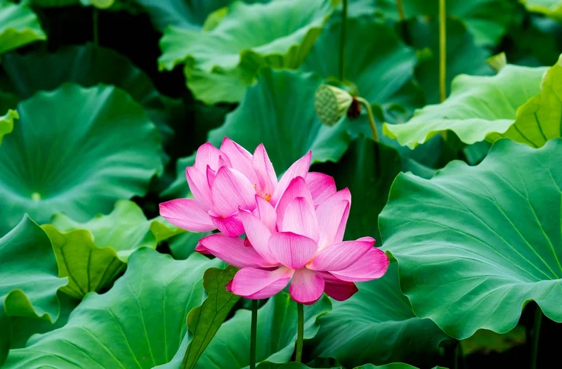Tải ảnh hoa sen đẹp về điện thoại tô điểm màn hình