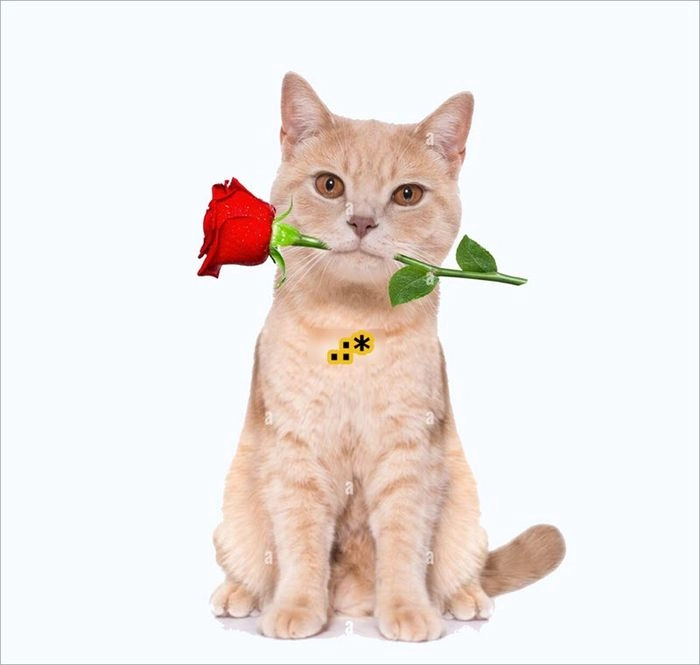 Mèo tặng hoa meme dễ thương hết nấc