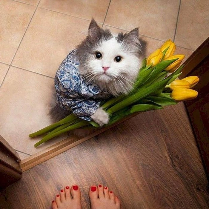 Meme mèo tặng bông đáng yêu khó cưỡng